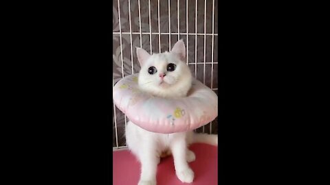 Funny cat viral video