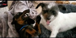 Dogs play fight