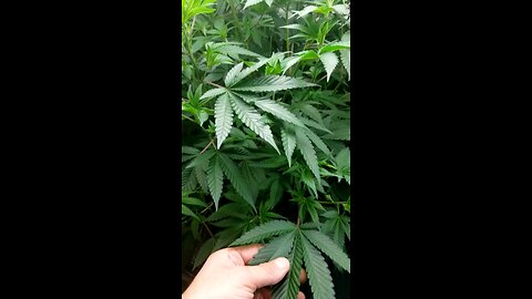 Cannabis Plants in Veg.