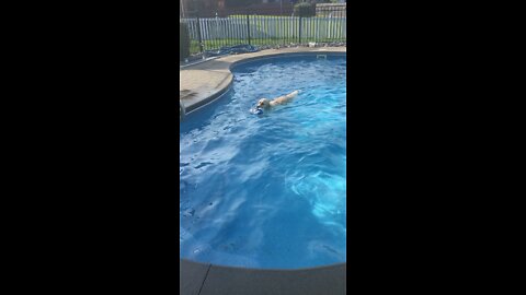 Golden retriever swimming