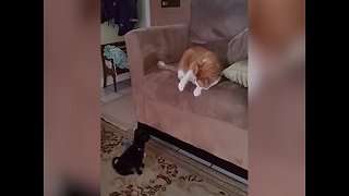 Cat's Reaction to New Puppy is Too Funny!
