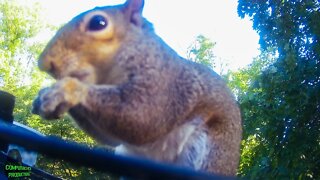 Squirrel 🐿️ Cuteness #shorts