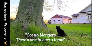 Zoe Cat Hides From The Neighborhood Gossip Monger