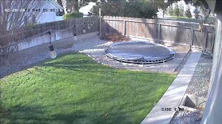 Security Camera Shows Dog’s Incredible Climb to Escape Yard