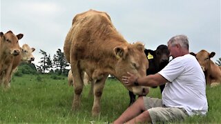 Curious cow and calf come to visit an investigate camera