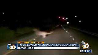 Dash cam video catches mountain lion