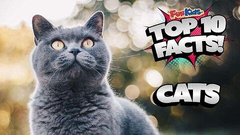 10 Amazing Cat Facts!