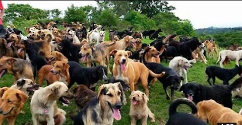 Territorio the zaguates"Land of the starys"Dog rescue ranch sanctuary in Costa Rica
