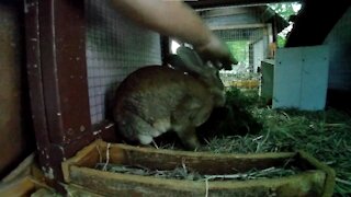 Rabbit eating until its dark