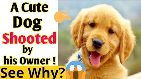 A cute Dog Shotted by his owner 😱 reason will shock you