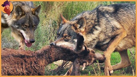 Wolves, Rare And Ferocious Predators!