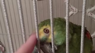 Adorable Parrot Knows All The Words