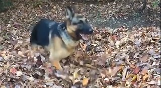 German Shepherd Dives Through Huge Leaf Pile