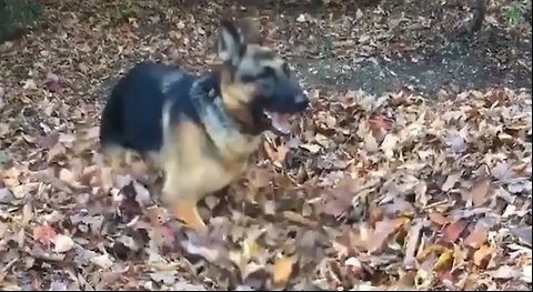 German Shepherd Dives Through Huge Leaf Pile