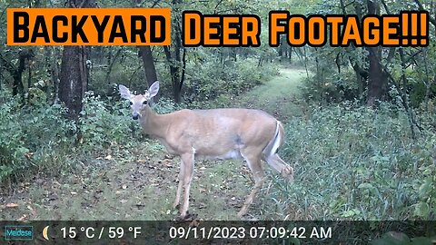 Trailcam FOOTAGE Of My BACKYARD Deer HERD!!!