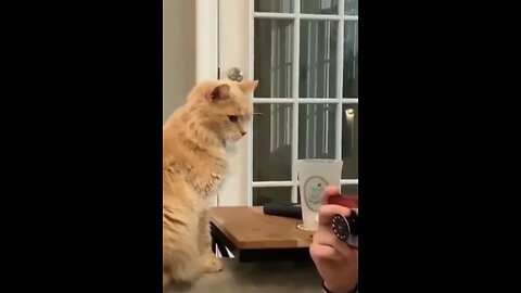 Funny 🤣Cats Doing Weird Things