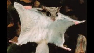 Worlds Weirdest Rodents