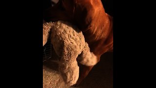 Precious pup takes his favorite toy to bed
