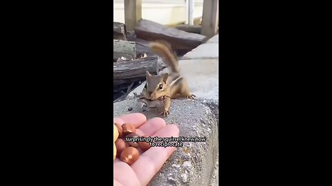 A kind woman rescued a squirrel entangled in net💔❤🐿