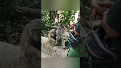 2022 Mankey prank|funny monkeys|viral funny animals|funny monkey videos|try not to laugh|short,reel🤣