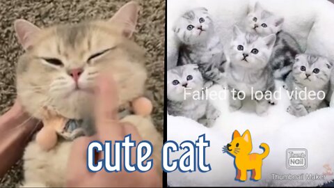 Cute funny 🤣🤣😝 cat video