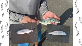 Multi-Species Saltwater Catch, Clean and Cook. | Eating What We Catch in the Surf.