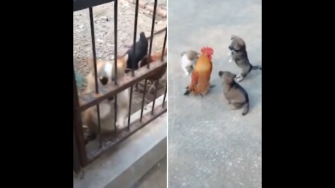 Moment when Doggy faced with Chicky are too cute!!! | *CUTEST COMPILATION 2021*