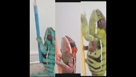 Watch how chameleons change their color