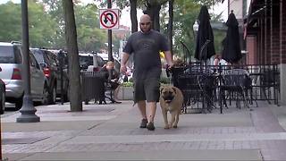 Ask Dr. Nandi: The health benefits of walking your dog