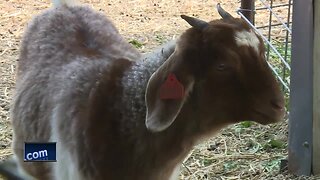 Goat Yoga