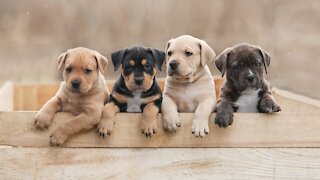 Watch out for online puppy scams during this pandemic