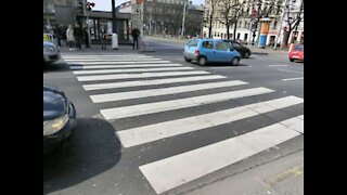 Dog acts as crossing guard