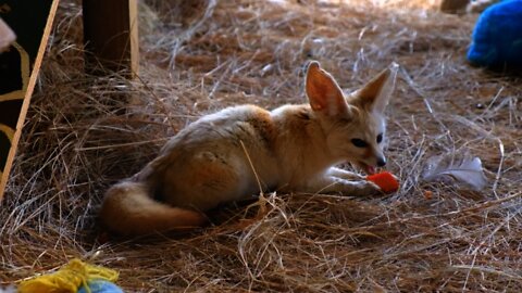 Big Eared Fox Eating A Snack #Shorts