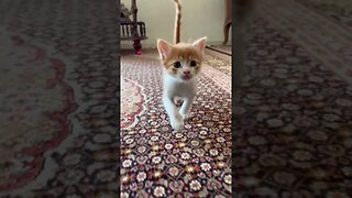 Cat walk of the most cute kitten