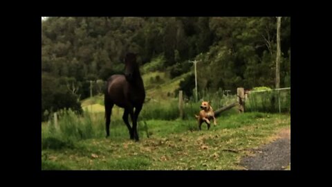 Teaching dog not to chase or worry horses. Part II