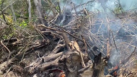 Update on burning the Chinese Tallow trees 05/15/2022 - Raleigh Jones - Louisiana Homestead