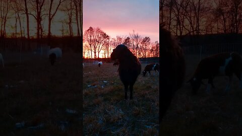 Sun Setting On The Ranch. #shortsmusic #homesteading #farming 🤩😱😲