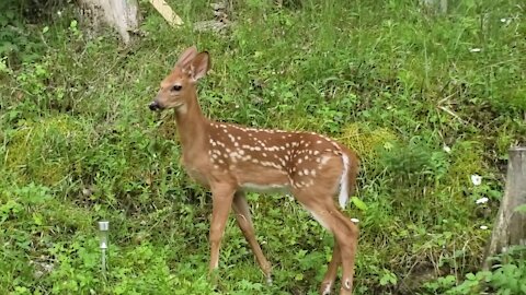 Female deer brings her baby around for the first time