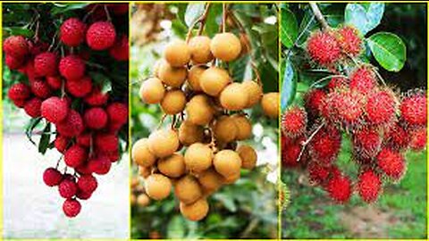 Tropical Fruit Farm Harvest - Lychee, Longan, Rambutan Harvesting - Amazing Agriculture Technology
