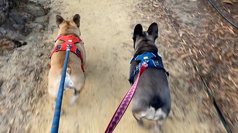 Ladybug and Turbeau Having Fun at Doggo Park