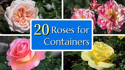 20 Great Roses for Containers