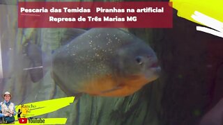 Pescaria da temidas piranha na represa três Marias na isca artificial cantos de grotas muita ação .