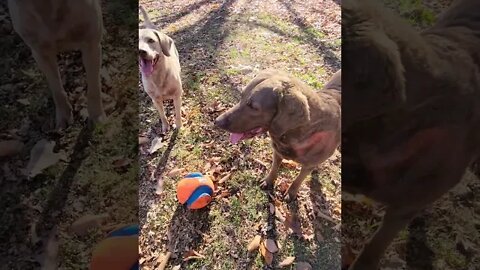 Mr Barky and the ball... #chesapeakebayretriever #sillydog