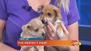 PICK OF THE LITTER: 2 Adorable Puppies!