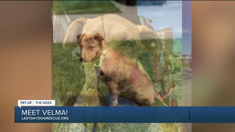 Meet Velma: Our Pet of the Week