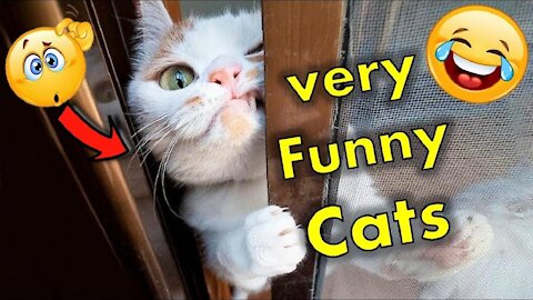Cute Cats and Funny Animals Compilaton Try Not To Laugh Challenge
