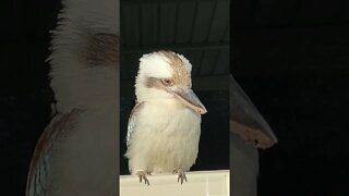 The Great Australian Laughing Kookaburra 🇦🇺