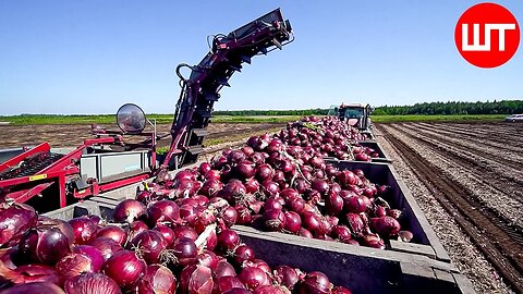 How Millions Of Onions Are Harvested & Processed - Incredible Onion Processing Factory