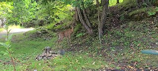 Fawn comes alone