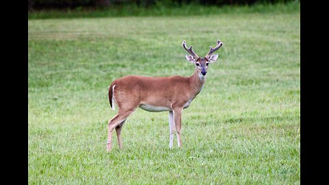 Bucks, Fawns & Hogs, TX Night Hogs & Deer Wkly 6/21/24